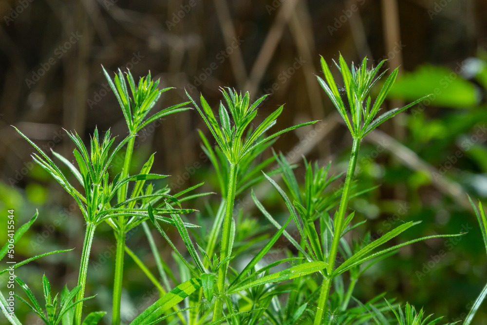 Herb Galium aparine cleavers on a summer meadow. Yellow flowers among grass sunshine. Summer natural background. Herb Galium aparine cleavers on a summer meadow. Yellow flowers among grass sunshine. Summer natural background.