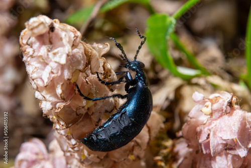 The violet oil beetle Meloe violaceus, is a species of oil beetle belonging to the family Meloidae. These beetles are present in most of Europe, in East Palearctic ecozone, in the Near East photo