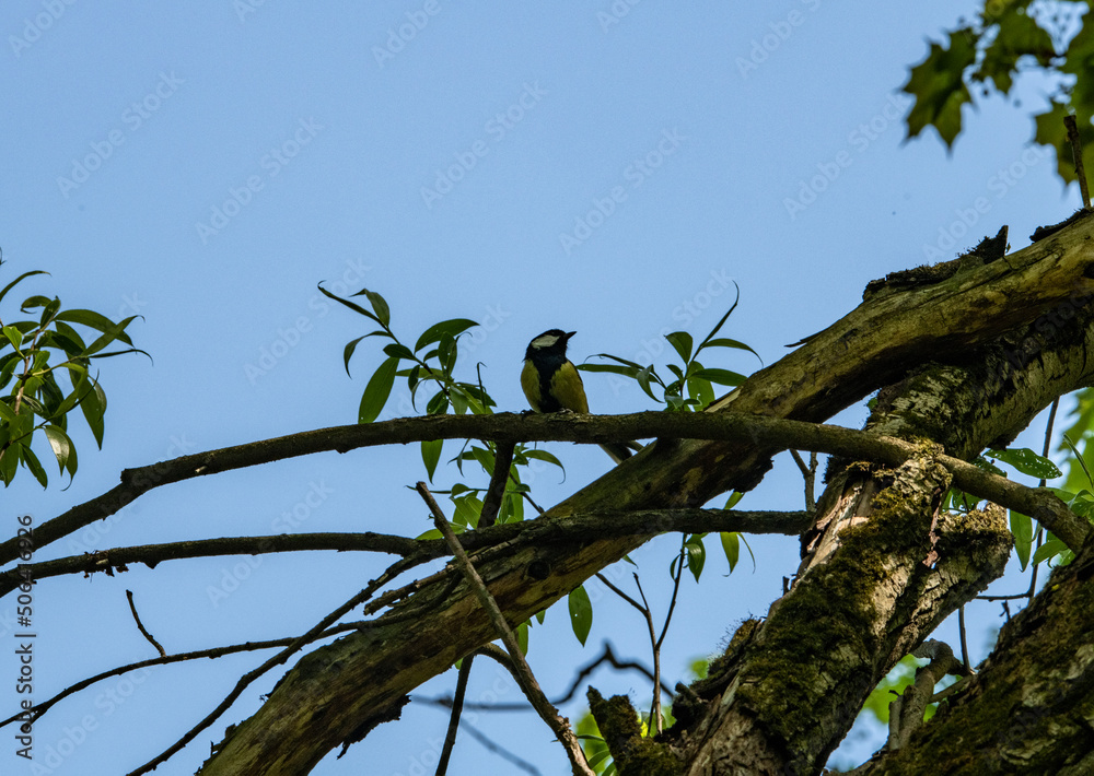 bright titmouse in green foliage on a branch in natural conditions bright titmouse in green foliage on a branch in natural conditions