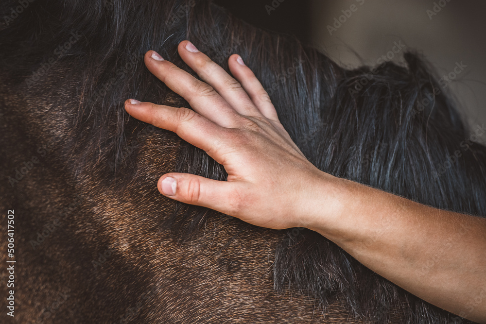 Fototapeta premium Pferd / Pony berühren