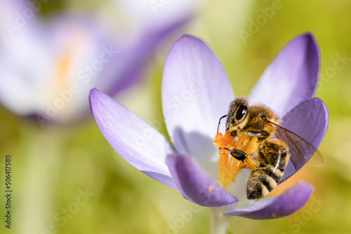 Honey bee in a crocus flower, apis mellifera