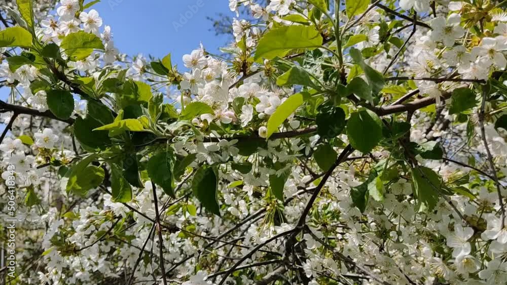 White cherry flowers in sunny weather. Exuberant cherry blossoms in spring in May. Flowering spectacular berry branches in the wind. Video footage of nature HD.