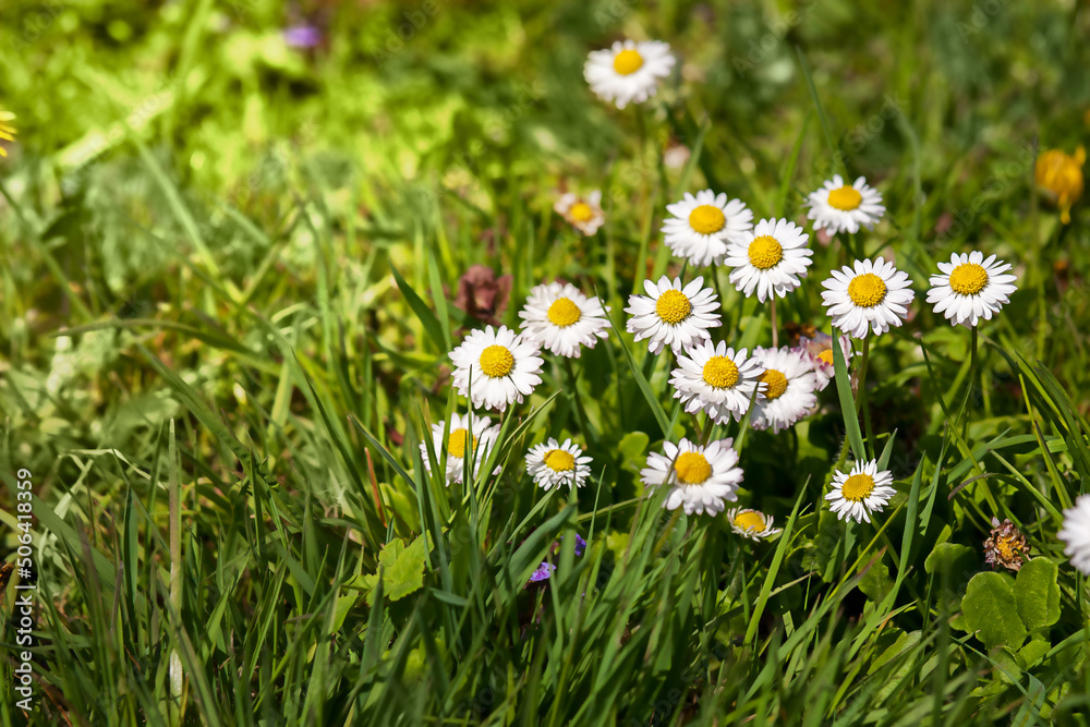 Fototapeta premium Delicate daisies on a green meadow. First spring wildflowers. High quality photo