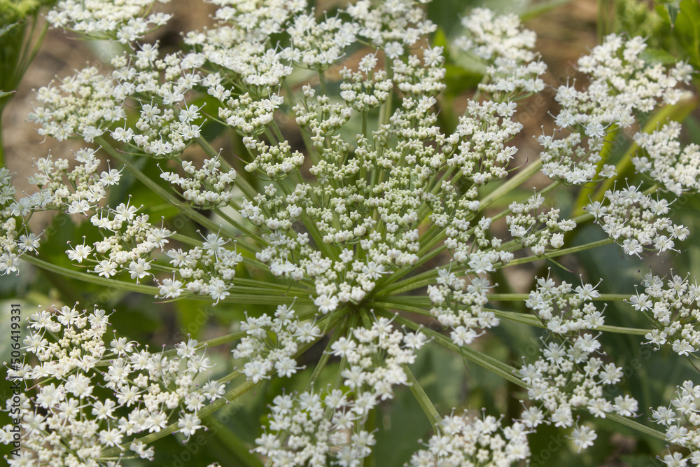 close up Angelica flower in natural background. close up Angelica flower in natural background.