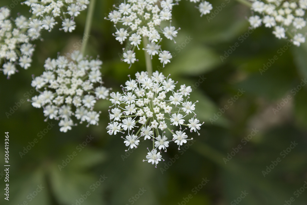 close up Angelica flower in natural background. close up Angelica flower in natural background.