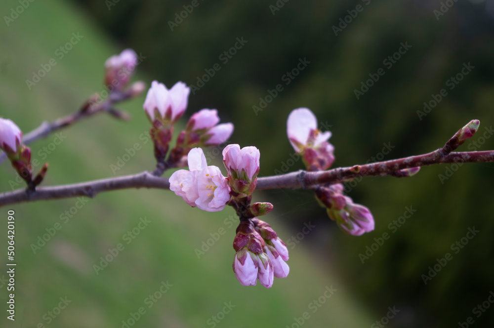 Sakura - kwitnąca wiśnia japońska - obrazy, fototapety, plakaty 