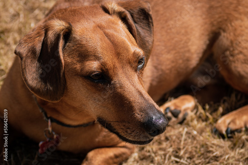 portrait of a dachshund © Amber