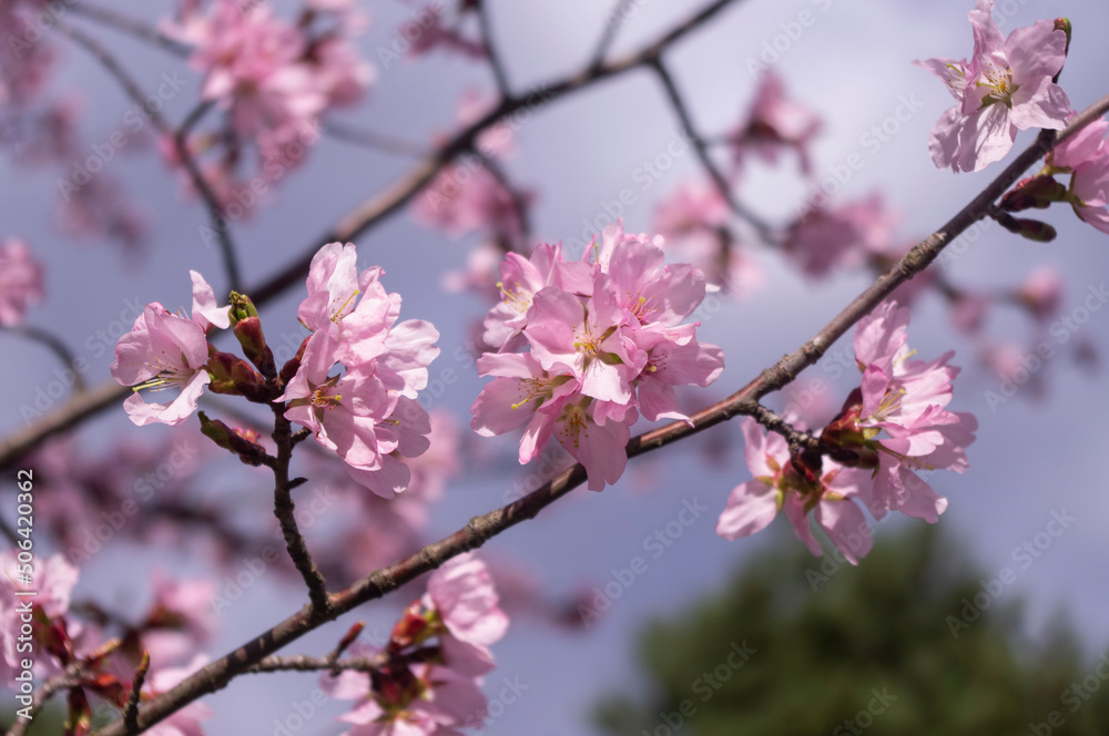Sakura - kwitnąca wiśnia japońska - obrazy, fototapety, plakaty 