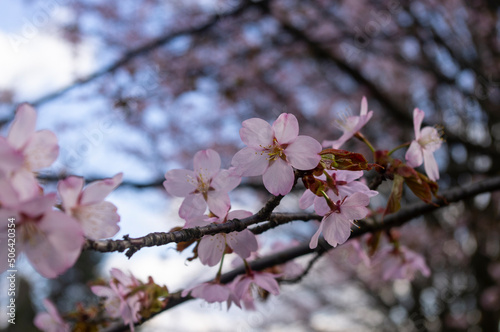 Sakura - kwitnąca wiśnia japońska © Asfodel