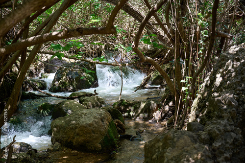 Windbreak and deadwood Ayuna water stream. River Nahal Ayun. Reserve and national park. Upper Galilee, Israel photo