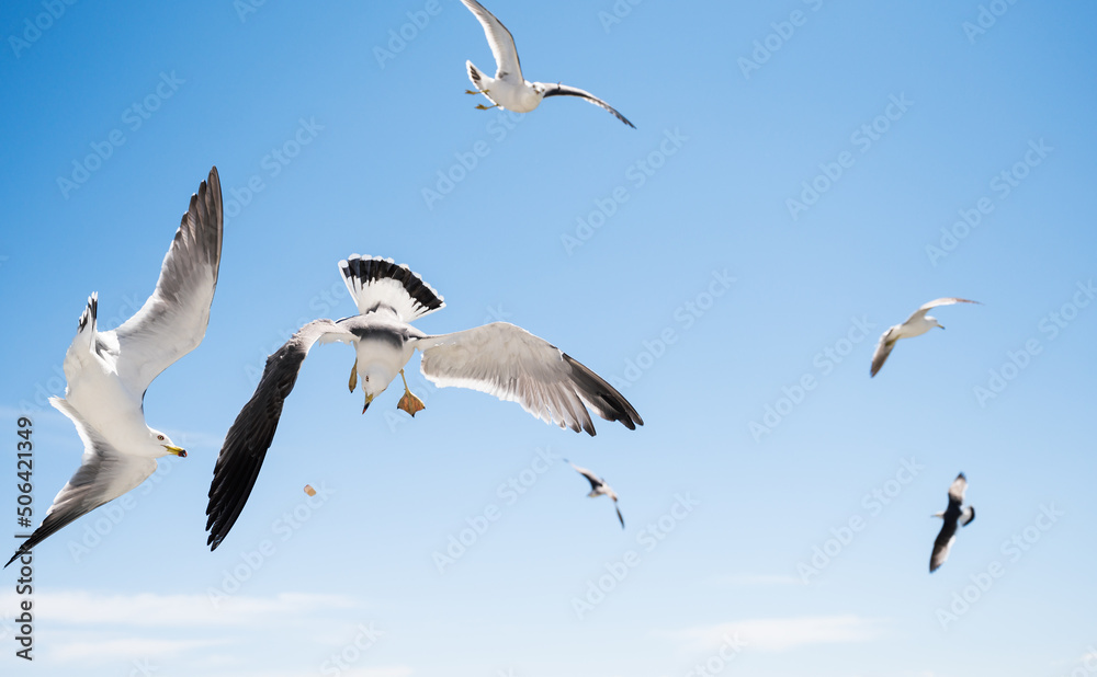 Seagulls catch pieces of food in flight.