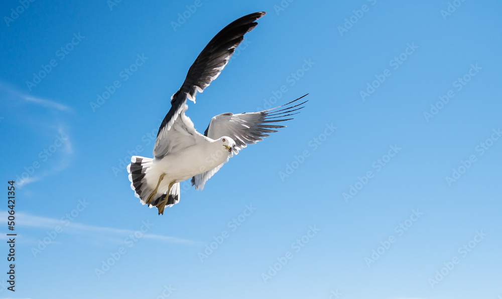 Obraz premium Flying seagull over blue sky.