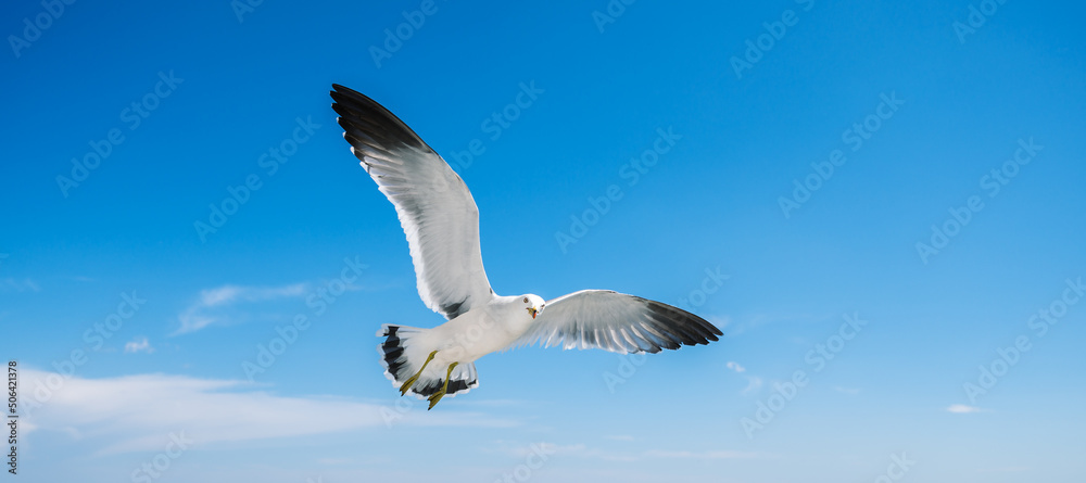 Obraz premium Flying seagull over blue sky.