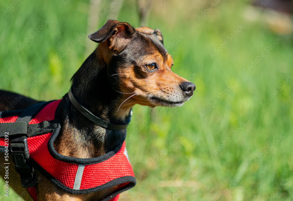 Miniature pinscher dog on a walk. Selective focus.