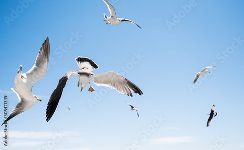 Seagulls catch pieces of food in flight.