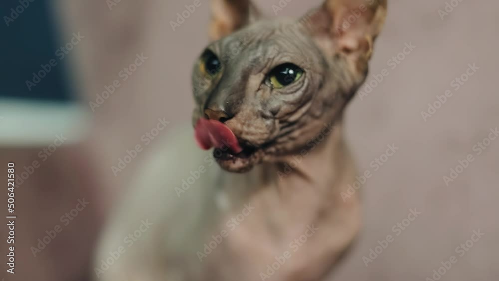 Close-up shooting of a hairless cat with beautiful eyes. The animal licks its lips Close-up shooting of a hairless cat with beautiful eyes. The animal licks its lips