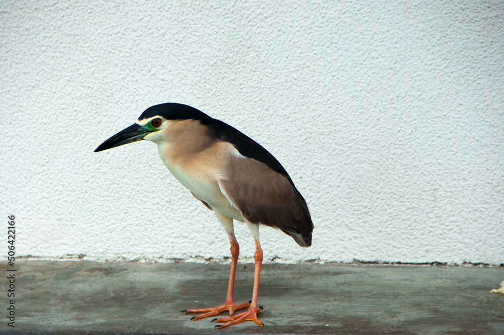 Fototapeta premium Fishing, master, night heron, pond. bird