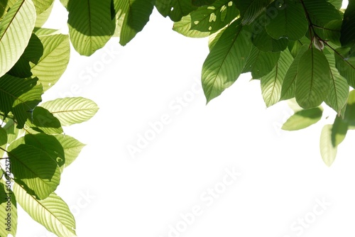 In selective focus a branch of Kratom leaves on white isolated background for green foliage backdrop with copy space