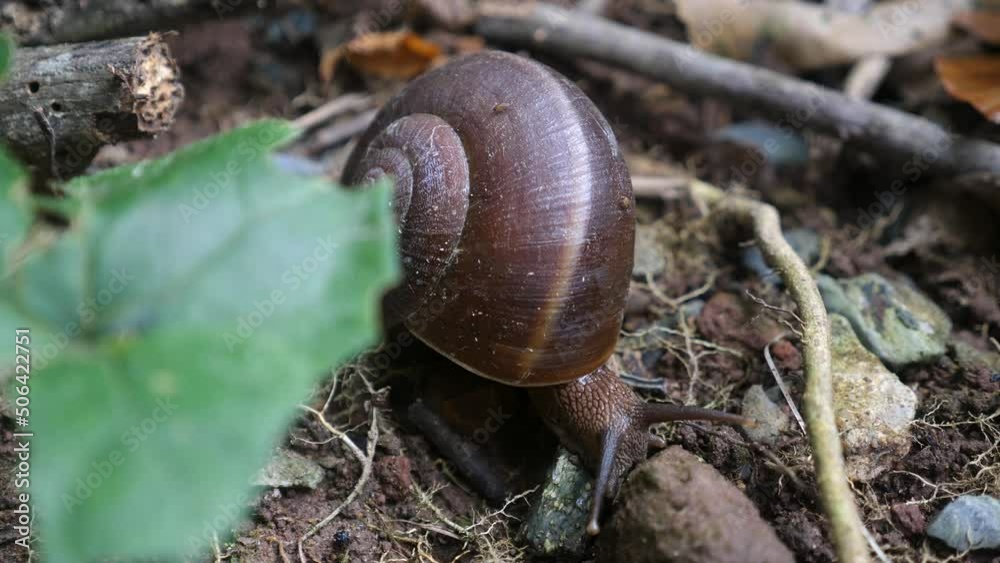 Slow grape snail in wild nature. Big garden snail in shell crawling on ground in forest, summer day in garden. Close up Slow grape snail in wild nature. Big garden snail in shell crawling on ground in forest, summer day in garden. Close up