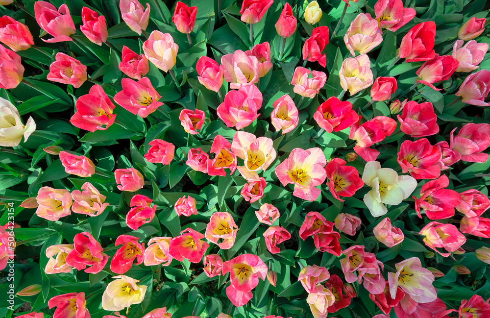 Pink tulips top view