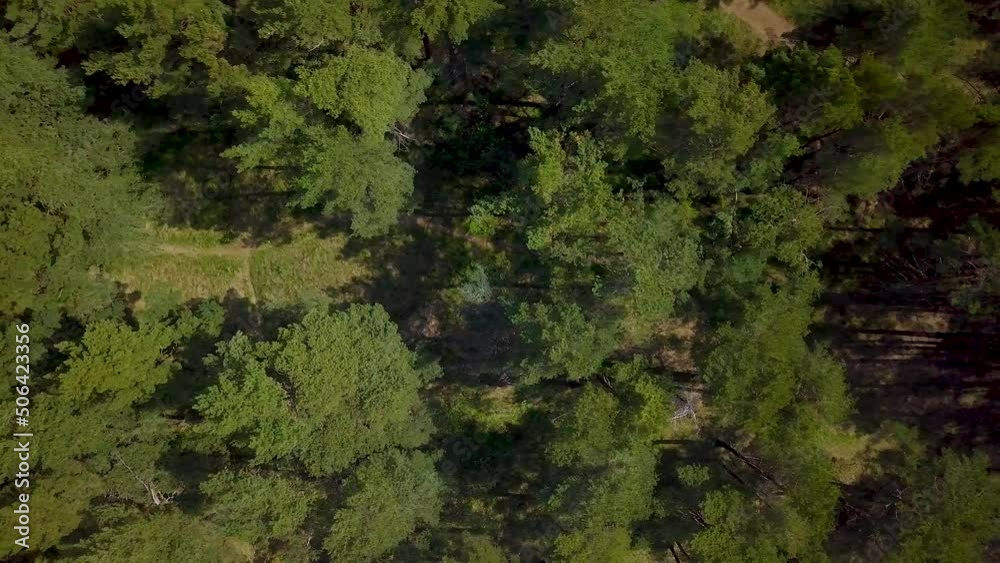 Aerial birdseye view of the north European pine forest tree tops, lush green pine trees, calm sunny day, pathway, wildlife nature landscape, wide angle drone dolly shot moving right Aerial birdseye view of the north European pine forest tree tops, lush green pine trees, calm sunny day, pathway, wildlife nature landscape, wide angle drone dolly shot moving right