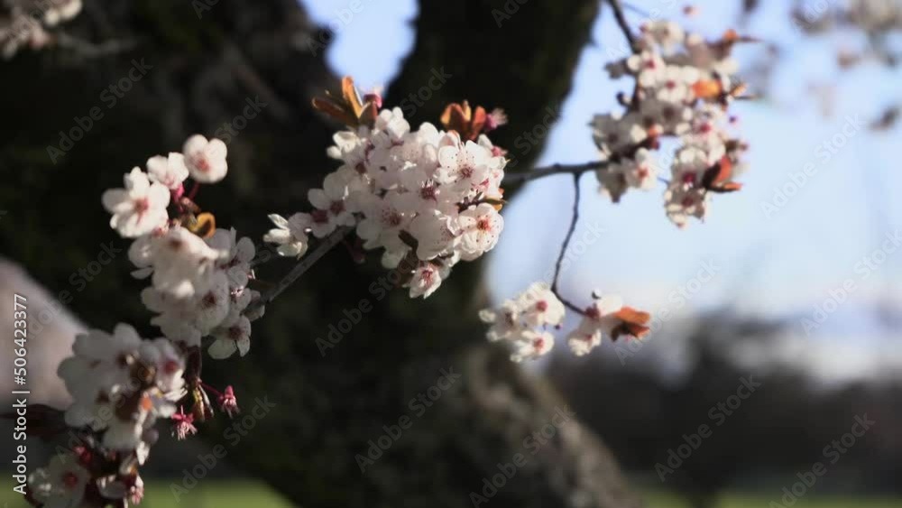 Blossoming pink cherry blossoms Sakura on tree branches in springtime Blossoming pink cherry blossoms Sakura on tree branches in springtime