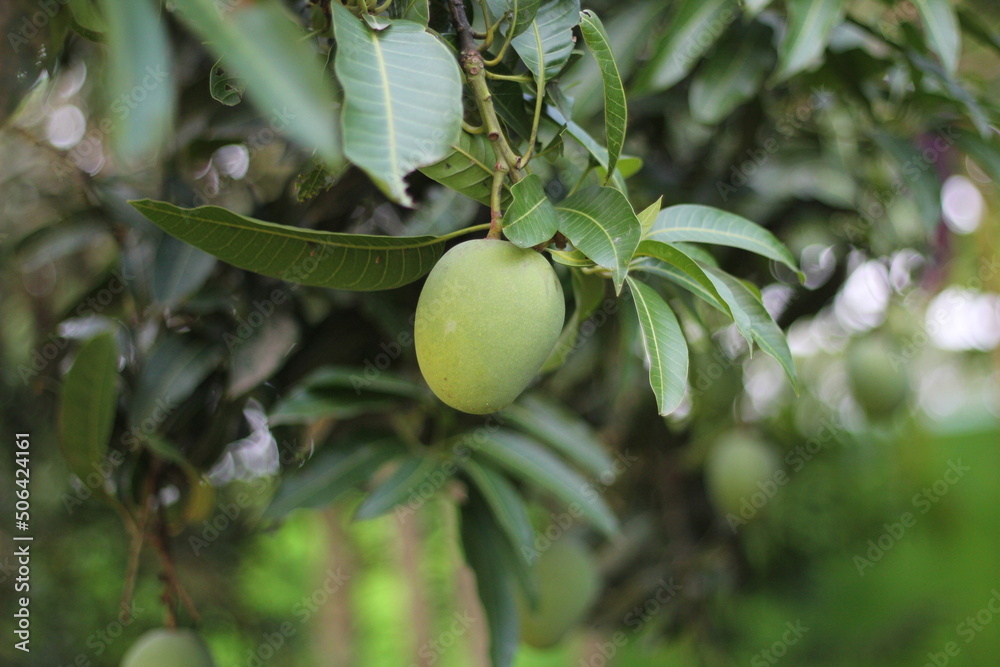 Unripe mango hanging on the tree, fresh mango
