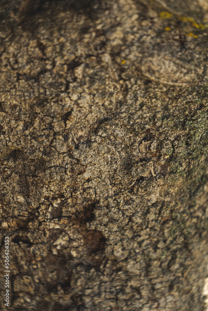Detailed texture of fig wood Detailed texture of fig wood