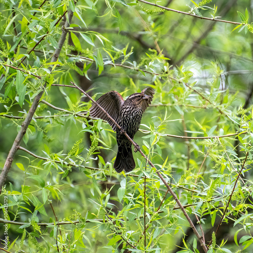 Wallpaper Mural female red-winged blackbird on a branch Torontodigital.ca