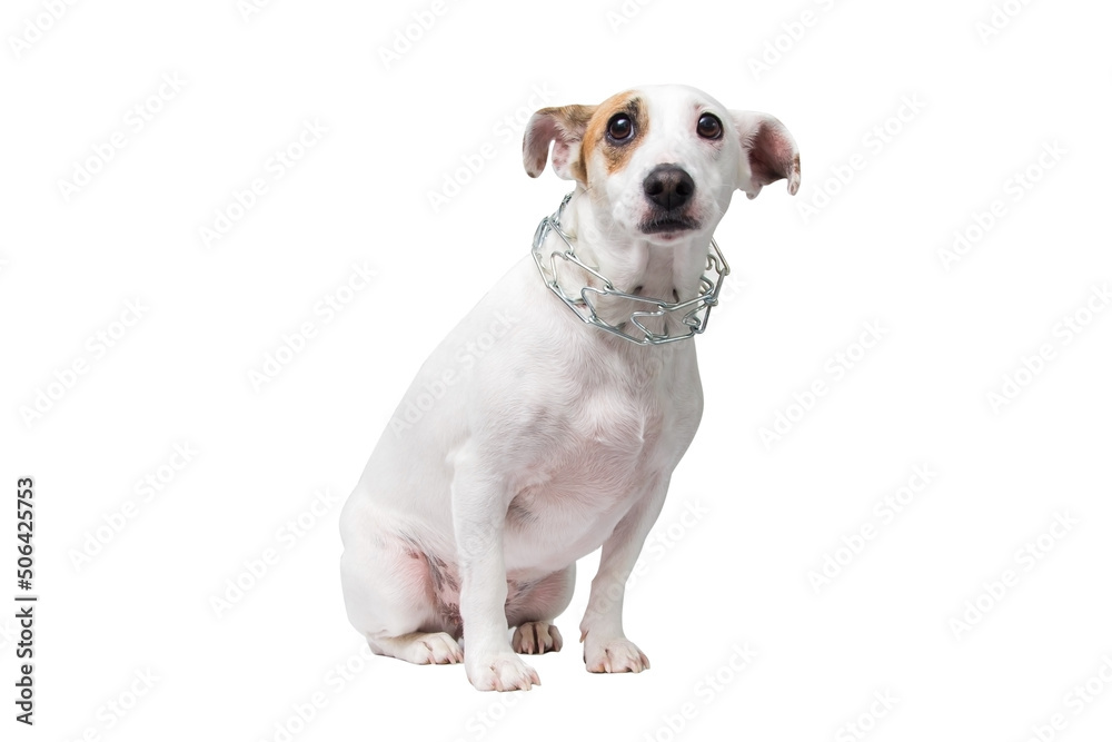 Sad dog in a strict collar Sad dog in a strict collar