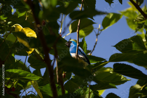 Um pássaro azul empoleirado em um galho de árvore, comendo uma amora. Saí-andorinha macho (Tersina viridis). photo