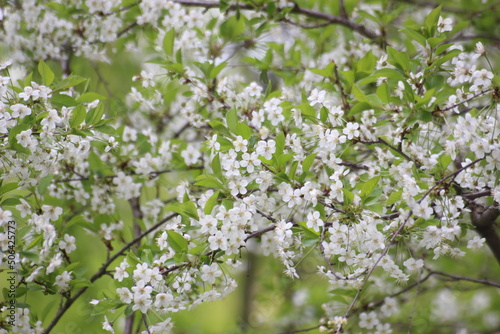 white cherry blossom on tree in garden in spring day