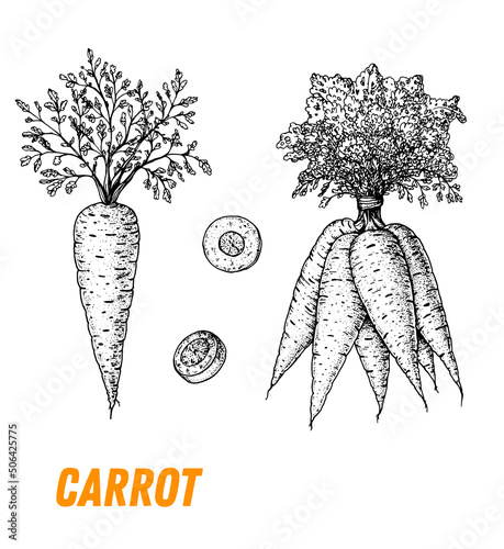 Canvas-taulu Carrot sketch