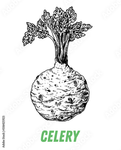 Celery root sketch. Hand drawn vector illustration. Engraved image. Celery root vegetable hand drawn sketch.