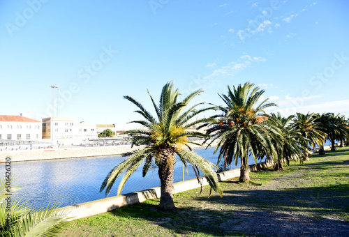 Palm trees near the Turia River near the seaport of Valencia (Playa de Pinedo). Palms on blue sky background. Palms tree and pine in city park. Date Palm (Phoenix dactylifera) of palm family..
