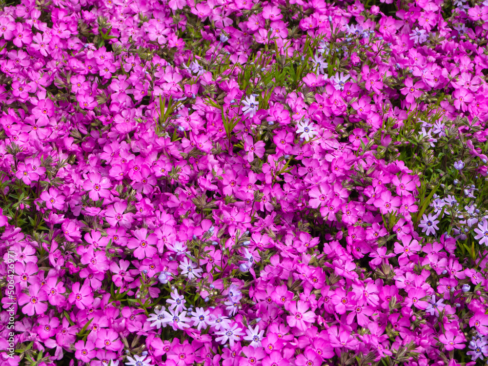 Beautiful spring blooming flowers - Pink phlox flowers background