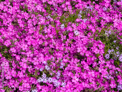 Beautiful spring blooming flowers - Pink phlox flowers background