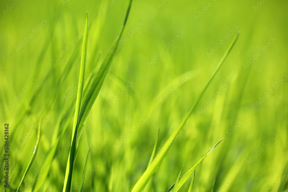 Light green grass in sunlight, blurred background. Fresh spring or summer nature, sunny meadow Light green grass in sunlight, blurred background. Fresh spring or summer nature, sunny meadow
