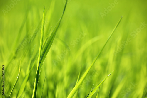 Light green grass in sunlight  blurred background. Fresh spring or summer nature  sunny meadow