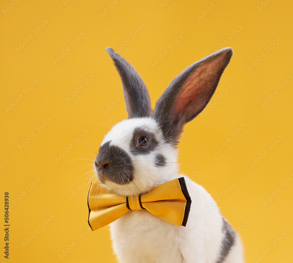 Cute rabbit in a bow on a bright yellow background in a bow. funny animal Cute rabbit in a bow on a bright yellow background in a bow. funny animal