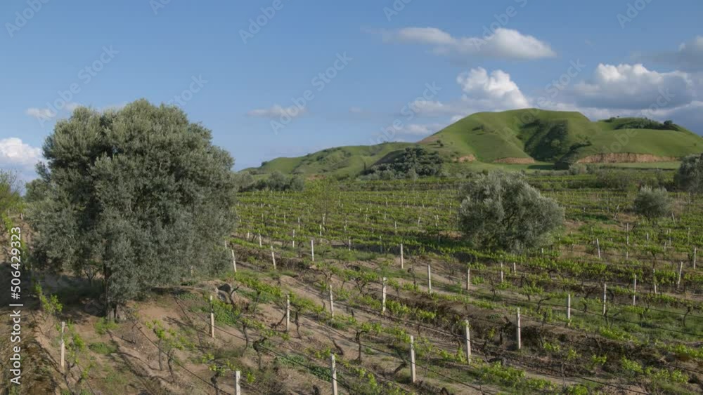Sultana grape yards in the beginning of spring in Manisa, Turkey. Sultana grape yards in the beginning of spring in Manisa, Turkey.