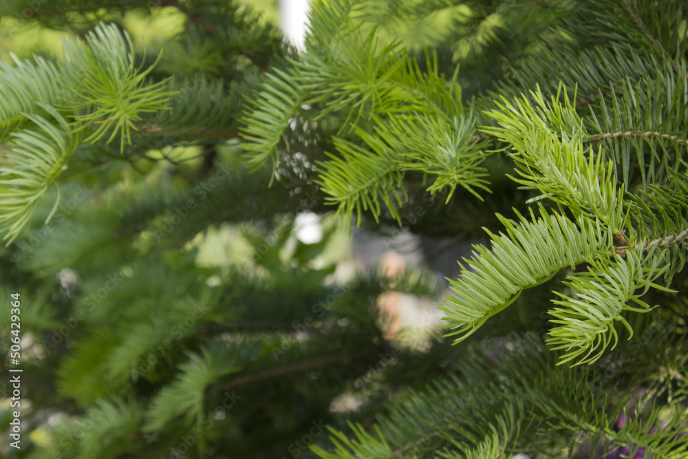 fir tree close up. Green branches of fir tree . fir tree close up. Green branches of fir tree .
