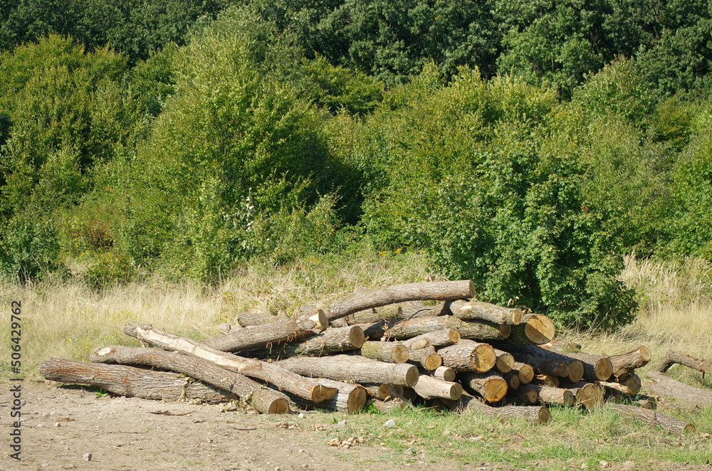Log trunks pile, the logging timber forest wood industry, wood trunks timber harvesting in forest. Environmental damage, ecological issues, wood, deforestation, alternative energy, lumber industry. Log trunks pile, the logging timber forest wood industry, wood trunks timber harvesting in forest. Environmental damage, ecological issues, wood, deforestation, alternative energy, lumber industry.