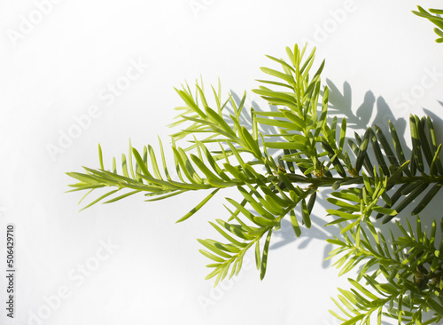 Taxus baccata close up. Green branches of yew tree isolated white background.  Taxus baccata  English yew  European yew .