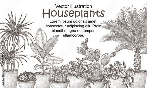 Vector illustration of houseplants in pots in engraving style. Graphic linear dracaena, lobivia cactus, sansevieria, ficus, scindapsus, prickly pear cactus, succulents, pilea, indoor palm