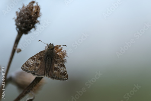 Small brown butterfly on a dry plant in nature close up of a dingy skipper photo