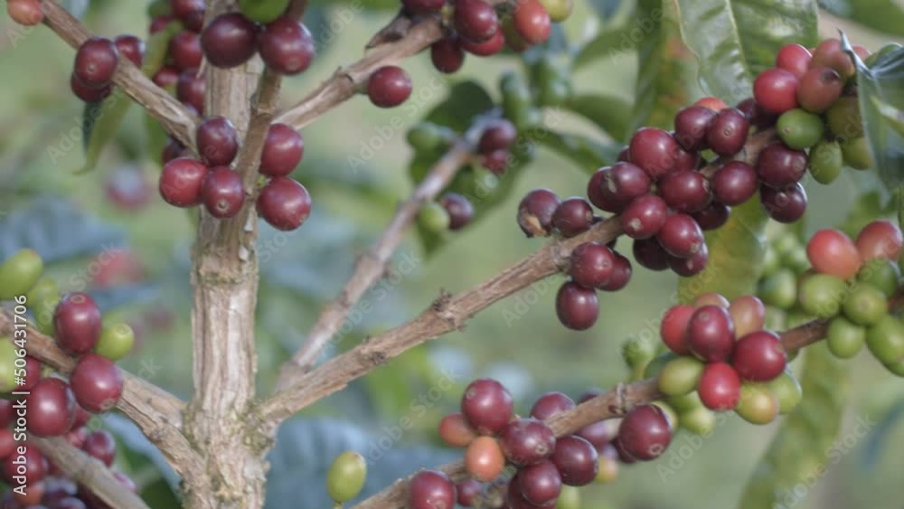 Coffee tree with ripe fruits. Branch with green and ripe fruits. Harvest in coffee plantation Coffee tree with ripe fruits. Branch with green and ripe fruits. Harvest in coffee plantation