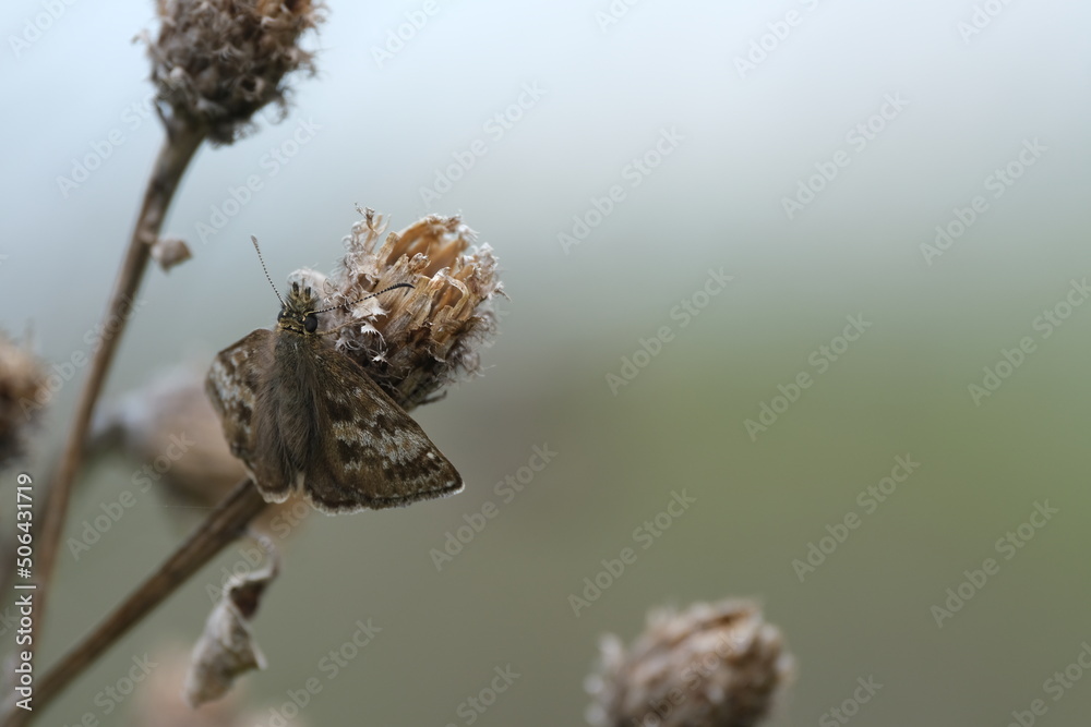 Dingy skipper butterfly resting on a dry plant with open wings Dingy skipper butterfly resting on a dry plant with open wings