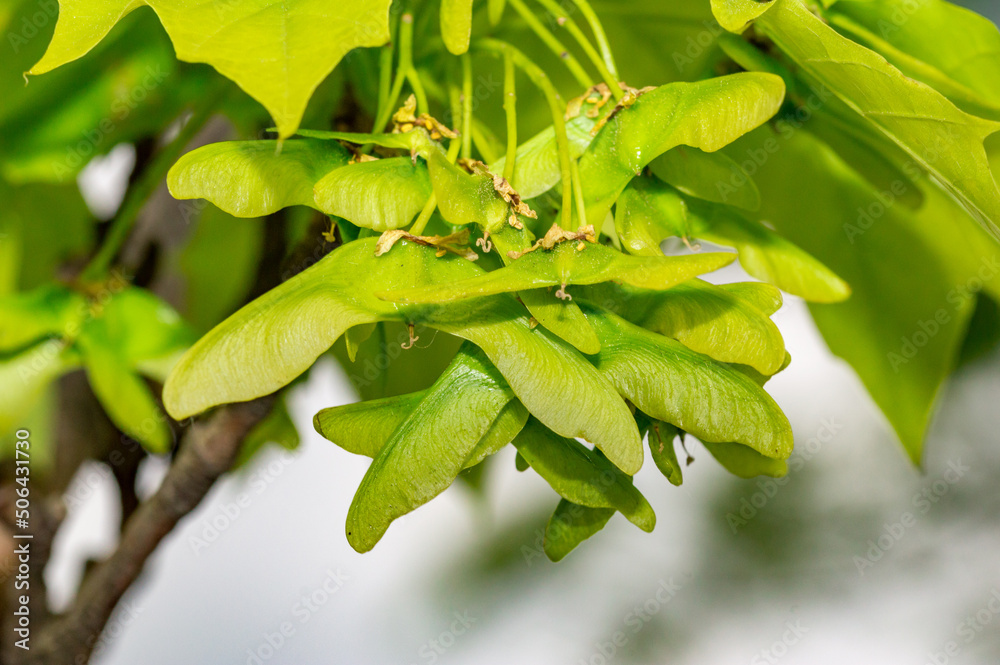 Norway maple, Norway maple, (Acer platanoides L.), small and green maple seeds. Norway maple, Norway maple, (Acer platanoides L.), small and green maple seeds.