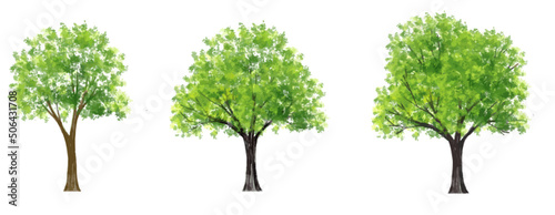  Vector set of tropical green tree side view isolated on white background for landscape and architecture drawing, elements for environment and garden
